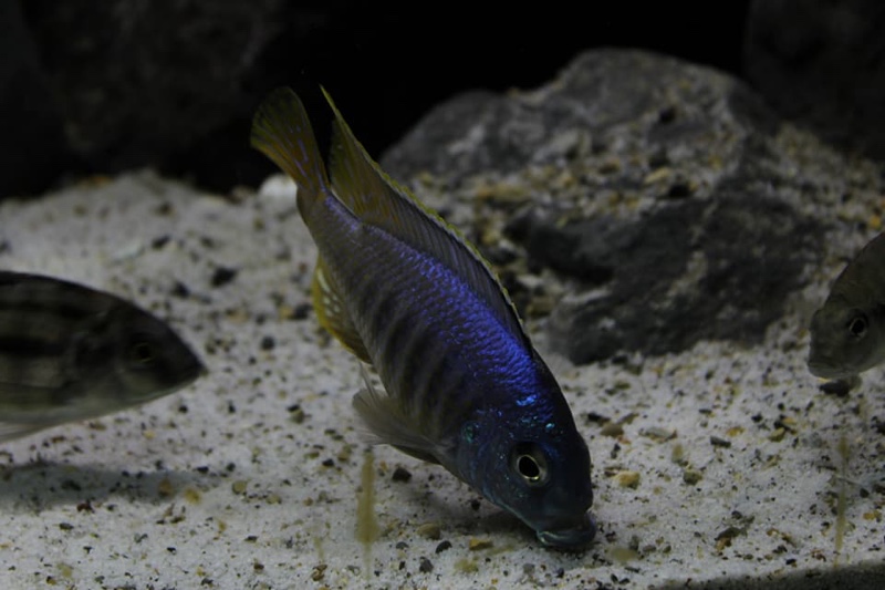 Placidochromis sp. 'jalo' Jalo Reef